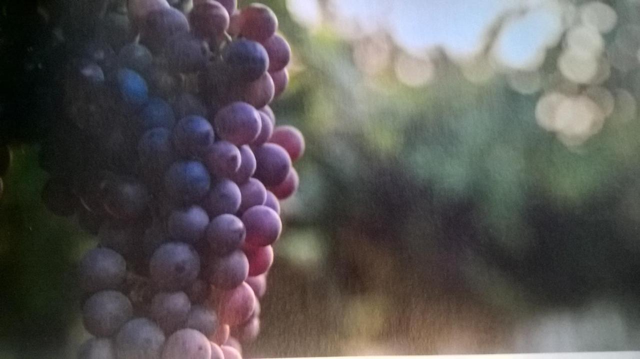 Acero Rosso B&B In Franciacorta Erbusco Zewnętrze zdjęcie