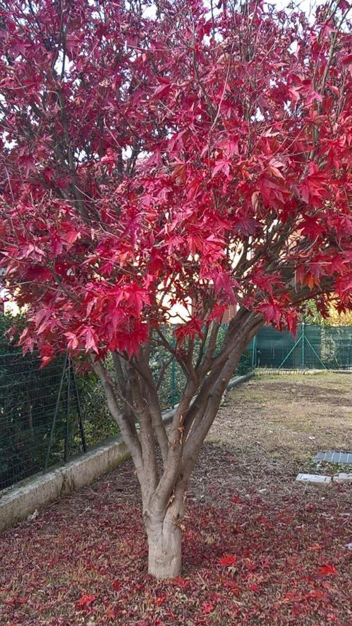 Acero Rosso B&B In Franciacorta Erbusco Zewnętrze zdjęcie
